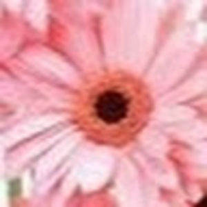 Meet your Posher, Diann